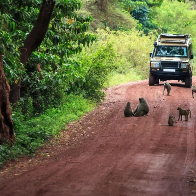 Nyerere National Park