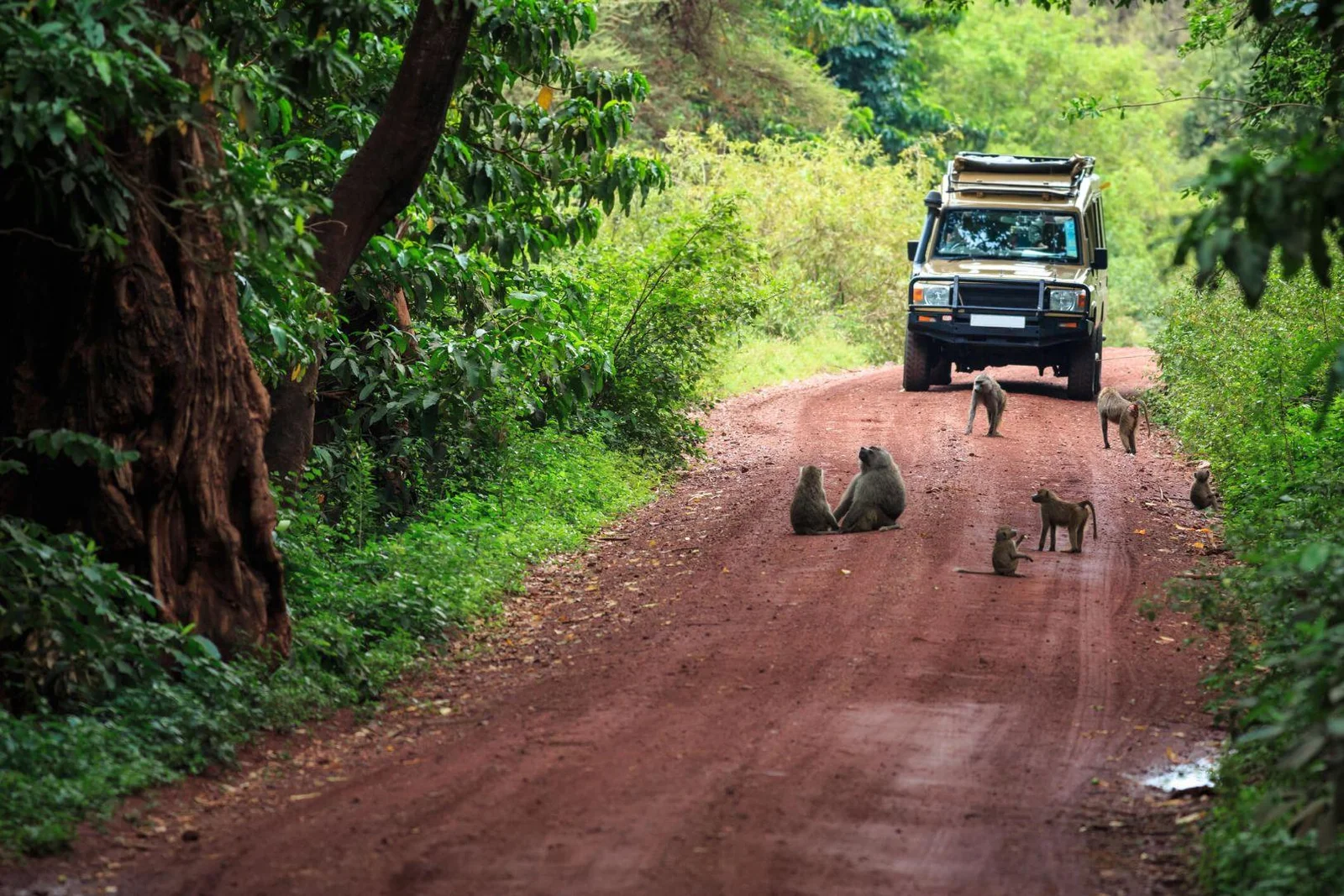 Nyerere National Park