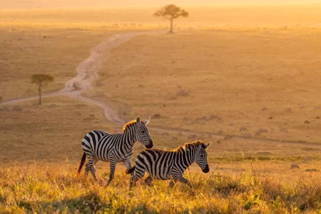 Tanzanian Treasures Safari – 5 Days, 4 Nights