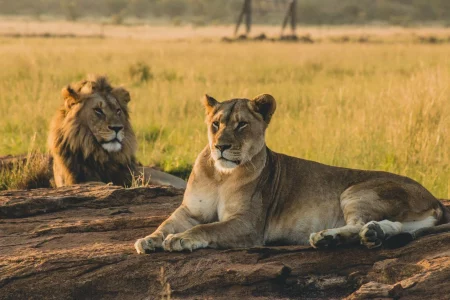 Serene Serengeti NP Safari – 3 Days, 2 Nights