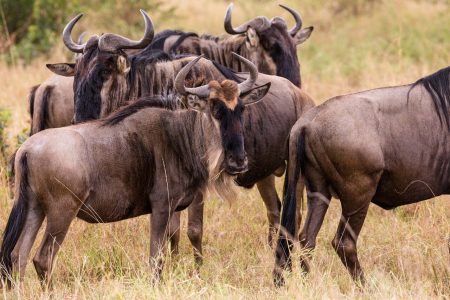 WITNESS THE SPECTACULAR GREAT MIGRATION ON A SAFARI WITH MY TRIP TRAVEL & TOURS